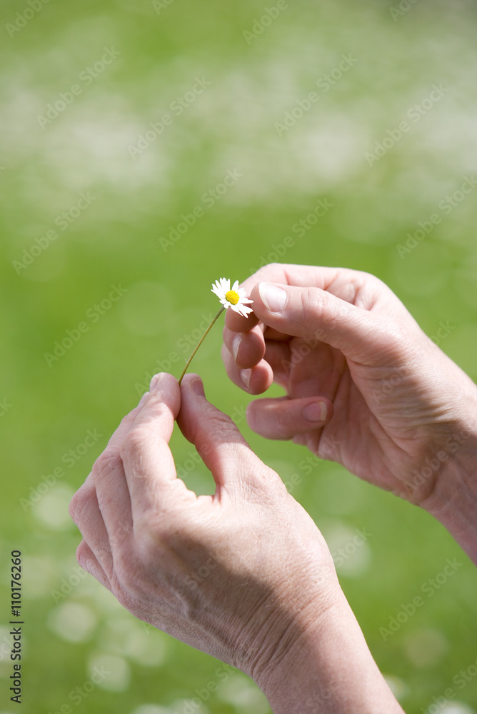 Hände mit Gänseblümchen