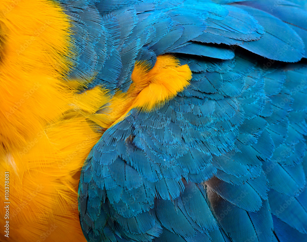 Exotic texture of Blue and Gold Macaw birds feathers, the beaut