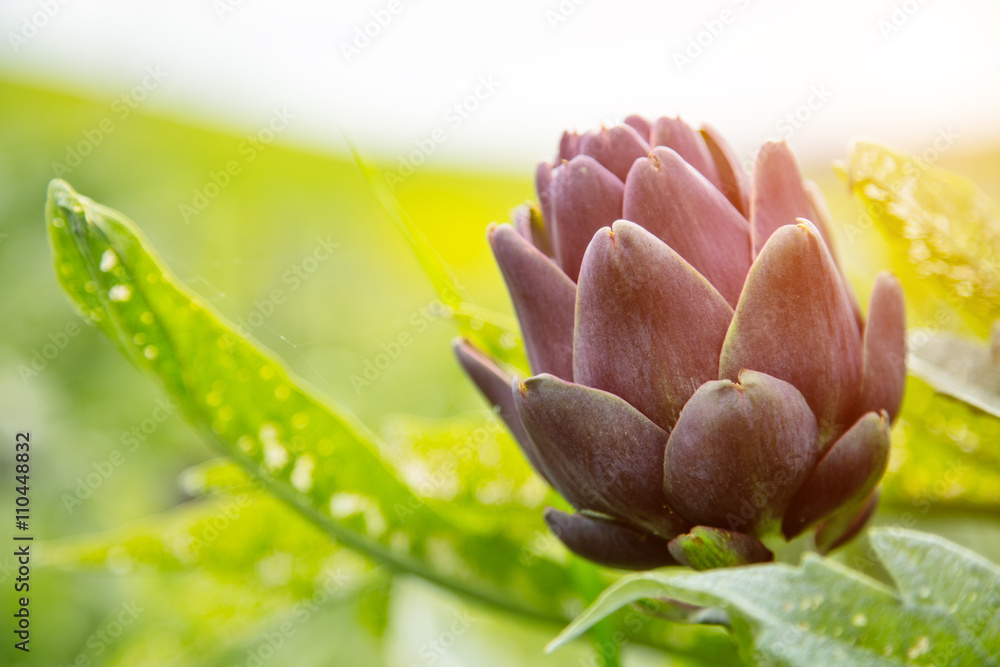 Artichoke plant with purple blossom