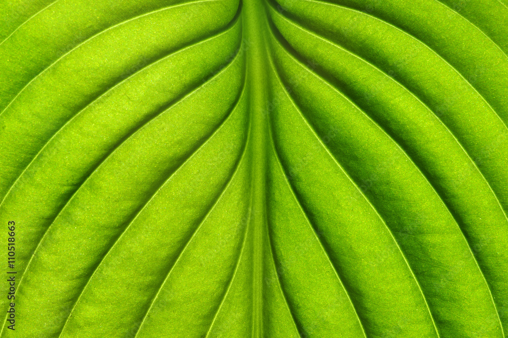  green leaf texture