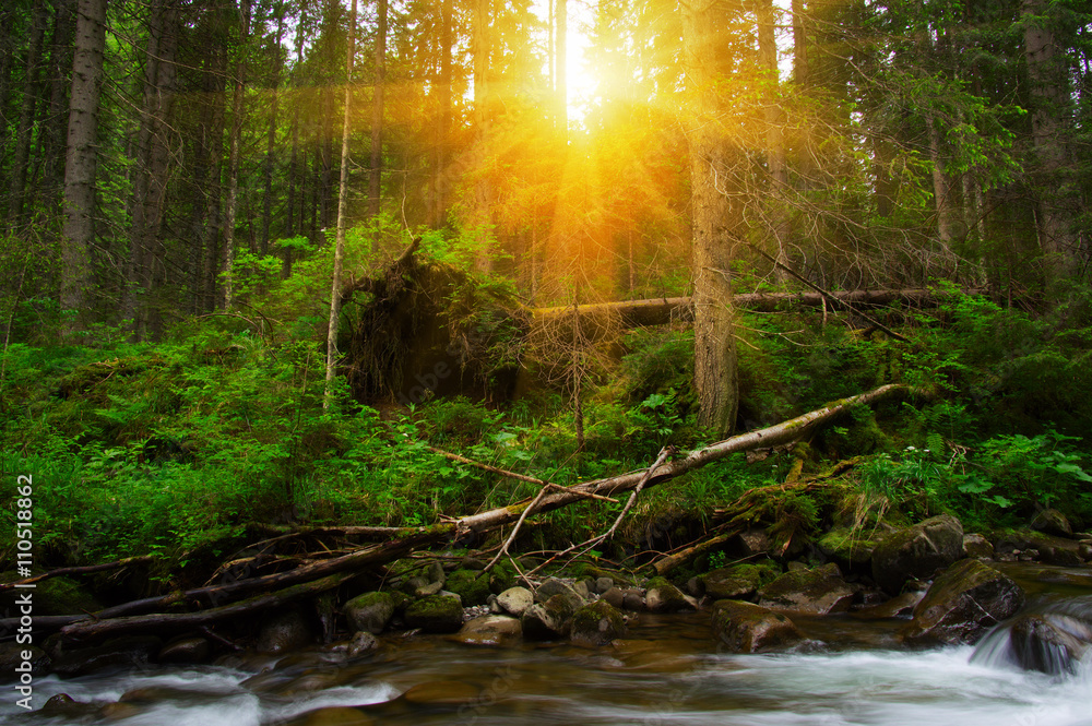 Mountain river in the green forest