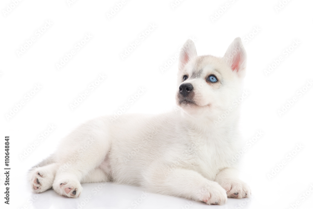 Cute siberian husky puppy lying on white background isolated