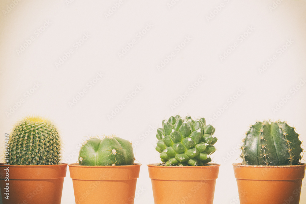 Cactus pot on white background with color effect