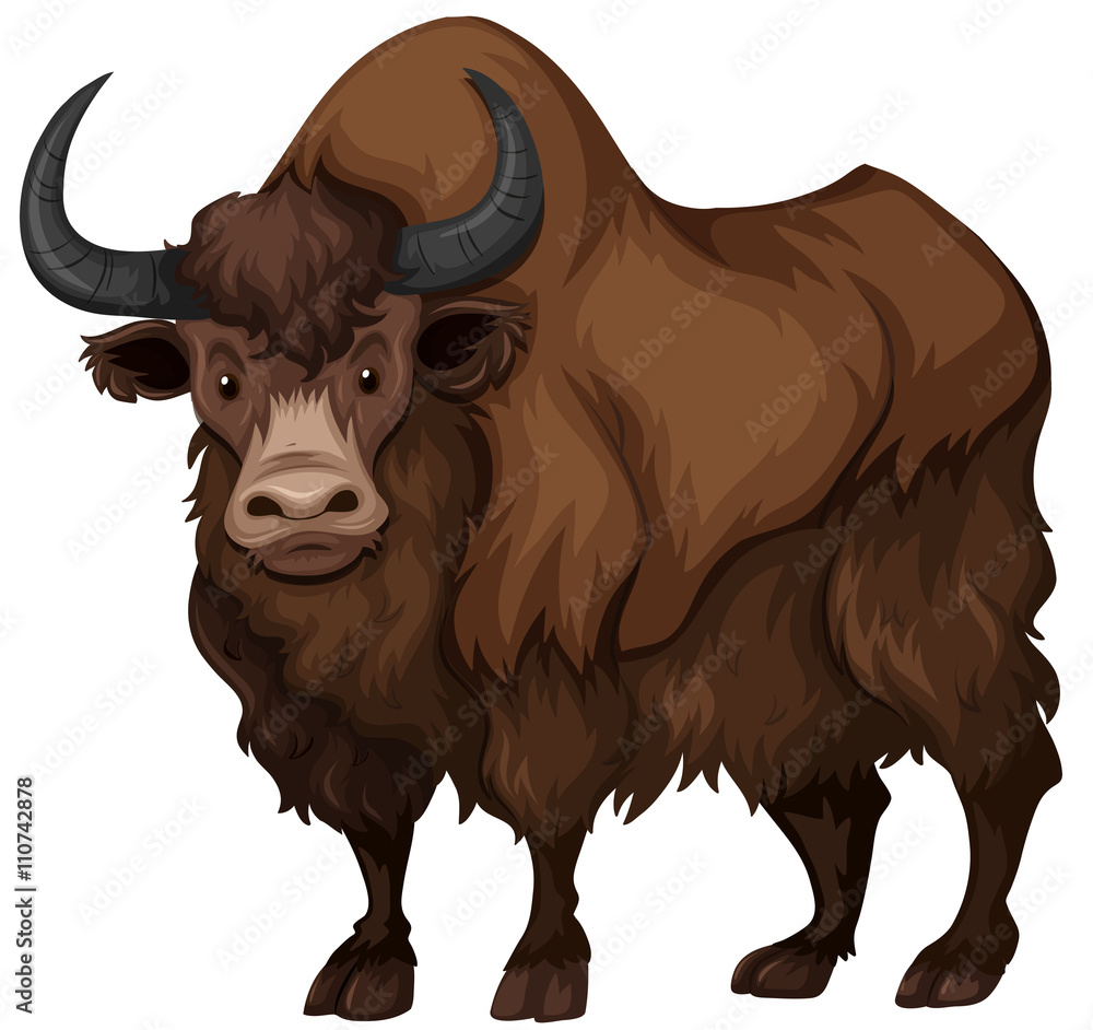 Buffalo with brown fur