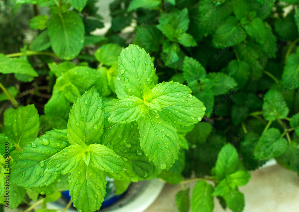 用水滴特写新鲜薄荷植物叶子