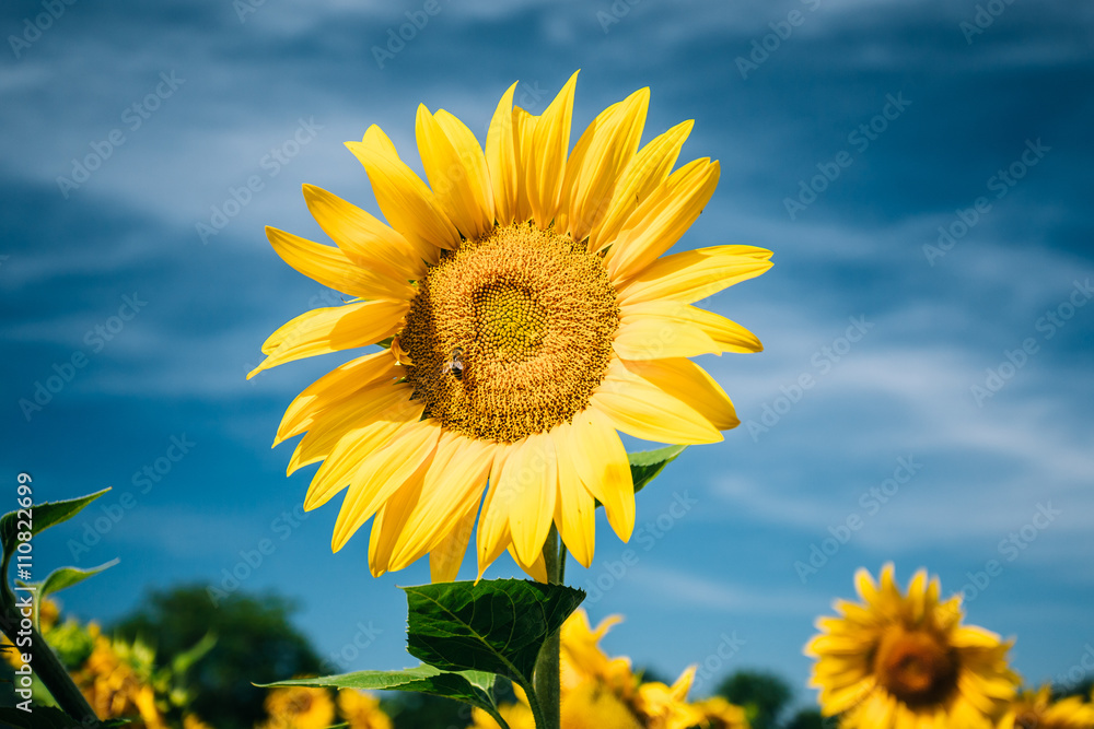 Close up of bright yellow bloomng sunflowers field in sunny summ