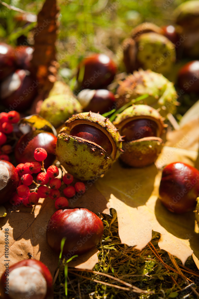 conkers