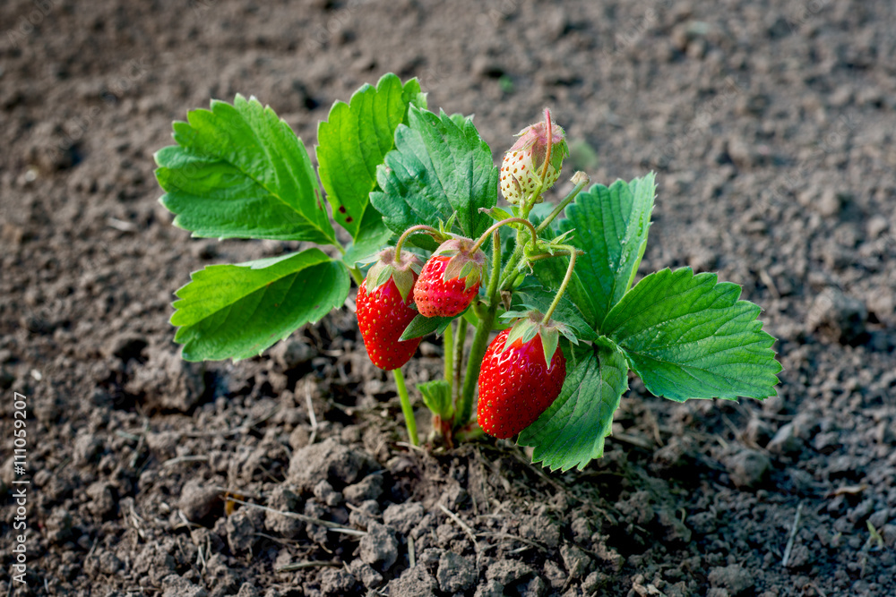 Fresh ripe red strawberry in the garden.