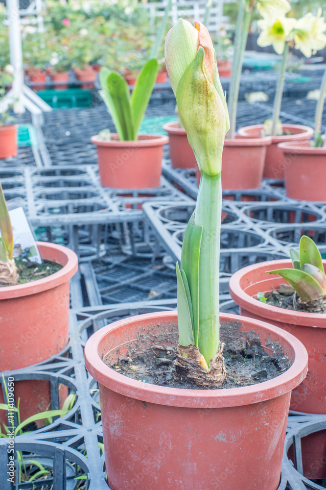 Amaryllis Variety:Apricot Beauty