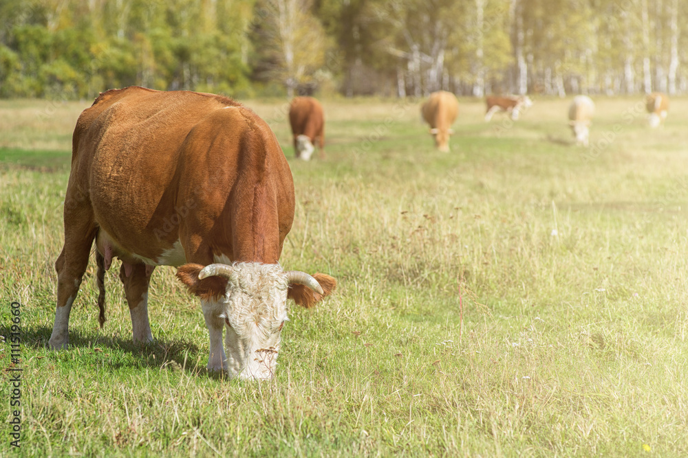 Grazing cow in mountain ranch