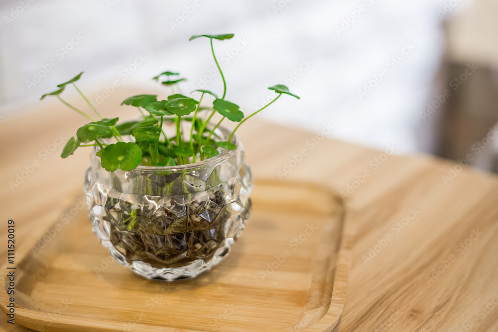 Plant in flowerpot on shelf