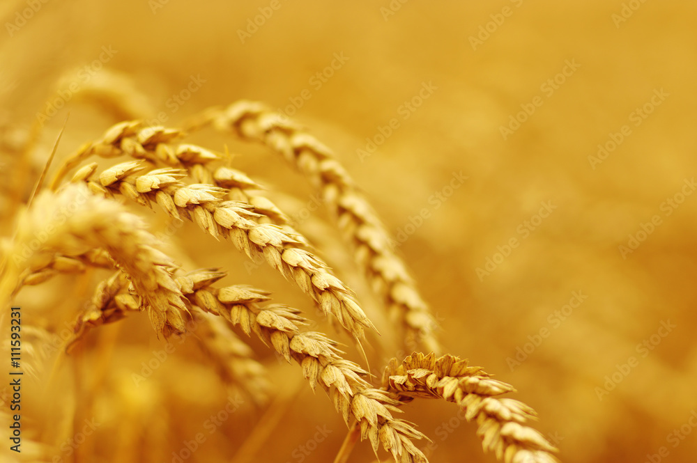  Wheat field on sun