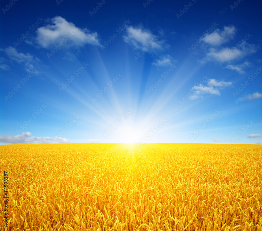 wheat field and sun