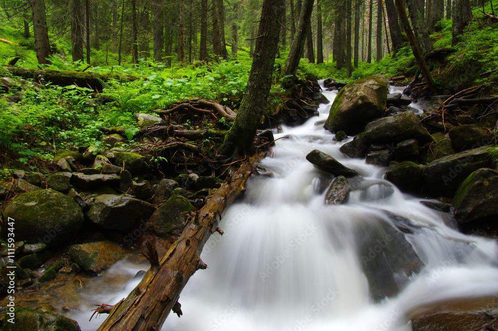 Mountain river in forest.