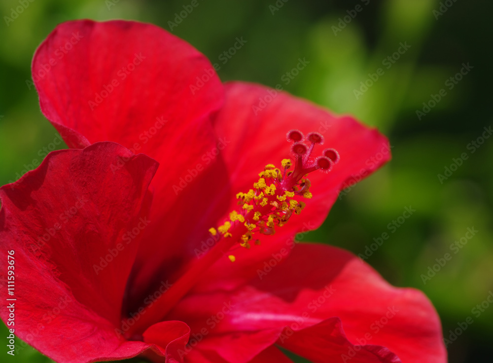 绿色上的花朵