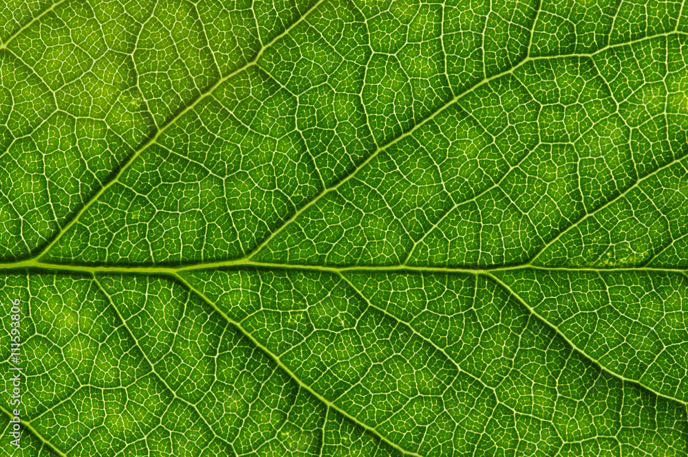  green leaf texture