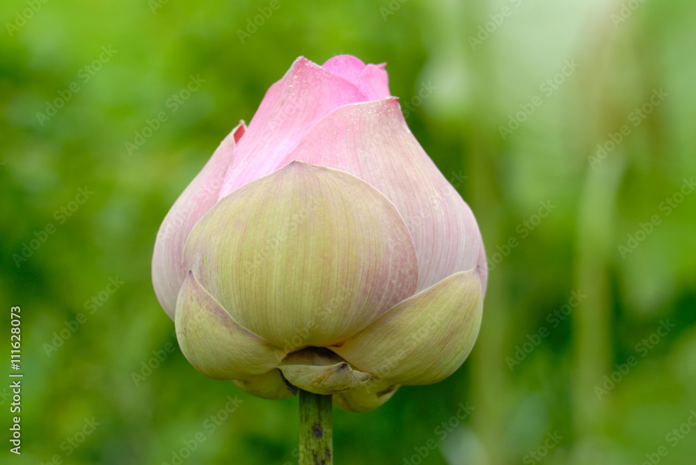 粉色莲花花蕾