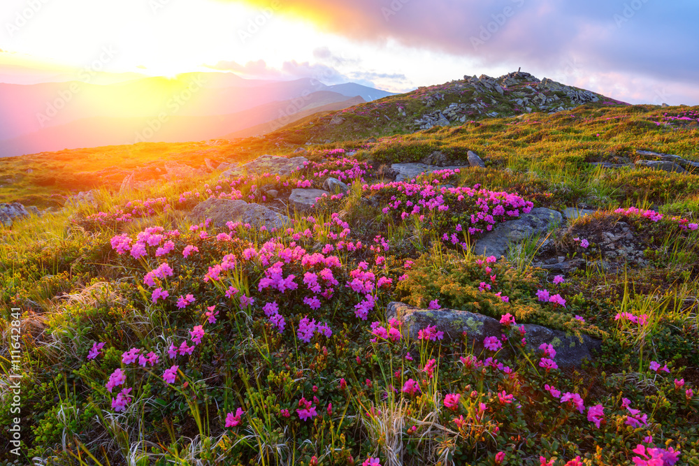 杜鹃花