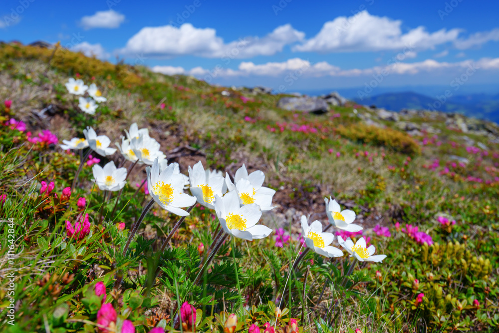 杜鹃花