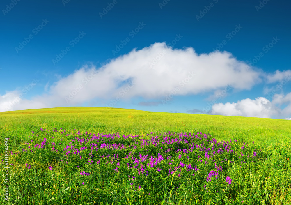 山谷中的绿色田野。美丽的夏季景观