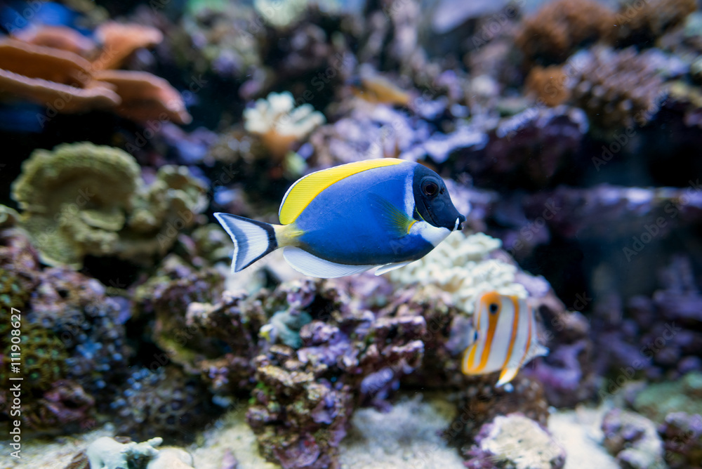 水族馆里的粉蓝汤鱼