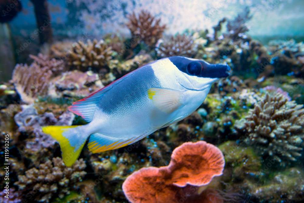 水族馆里的粉蓝汤鱼