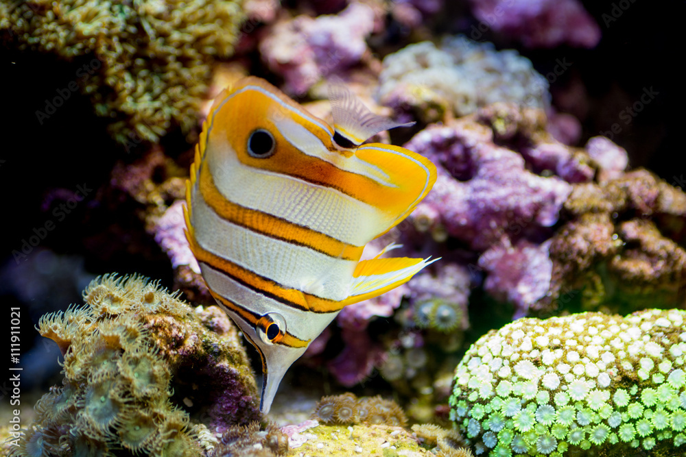 水族馆里的铜带蝴蝶鱼