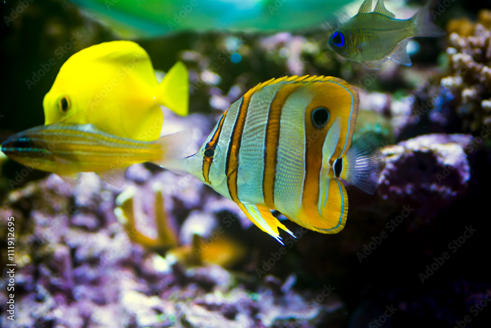 水族馆里的铜带蝴蝶鱼