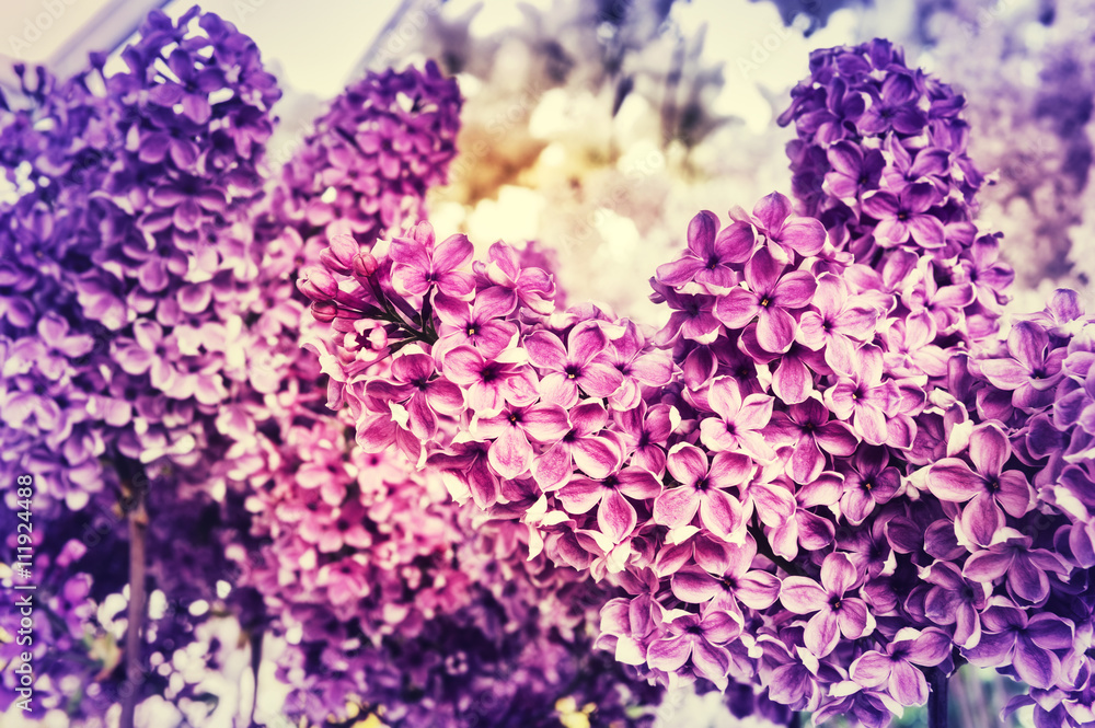 Pink lilac flowers