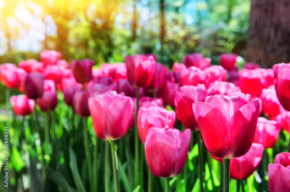 Spring landscape with beautiful pink tulips