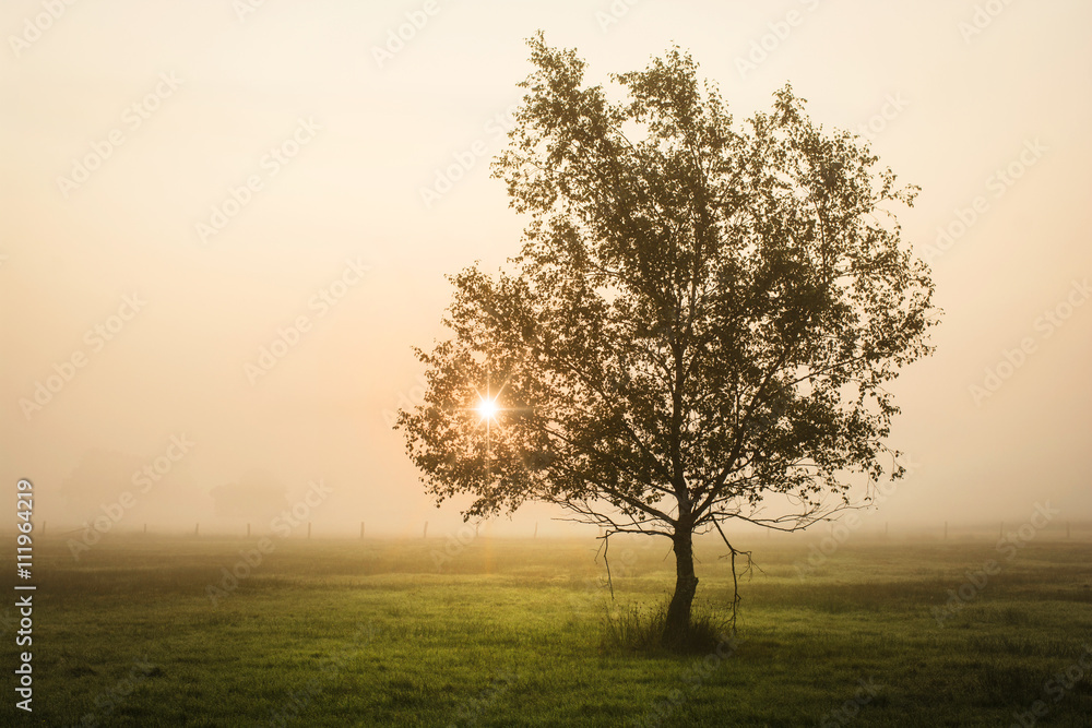 Sonnenaufgang bei Nebel in der Lüneburger Heide