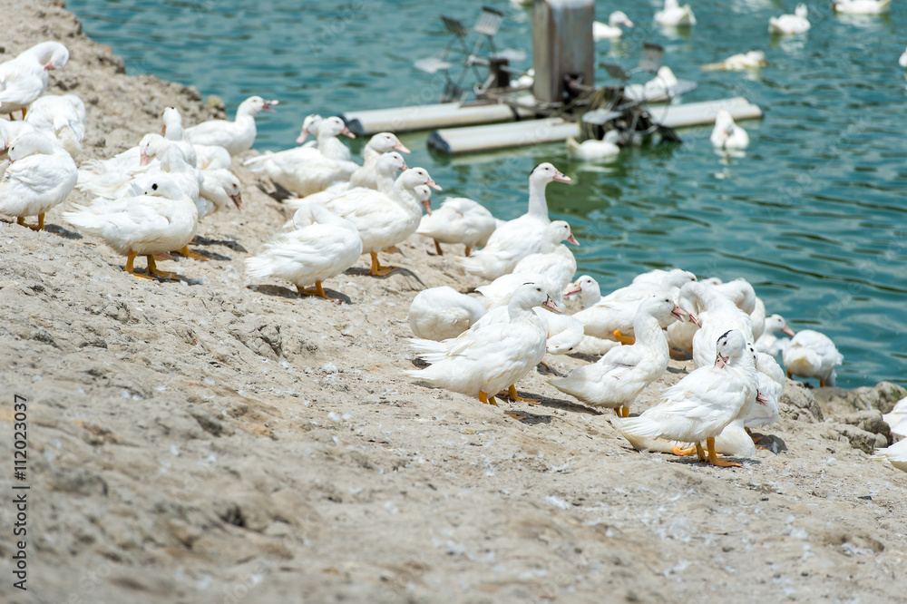 Sun ducks