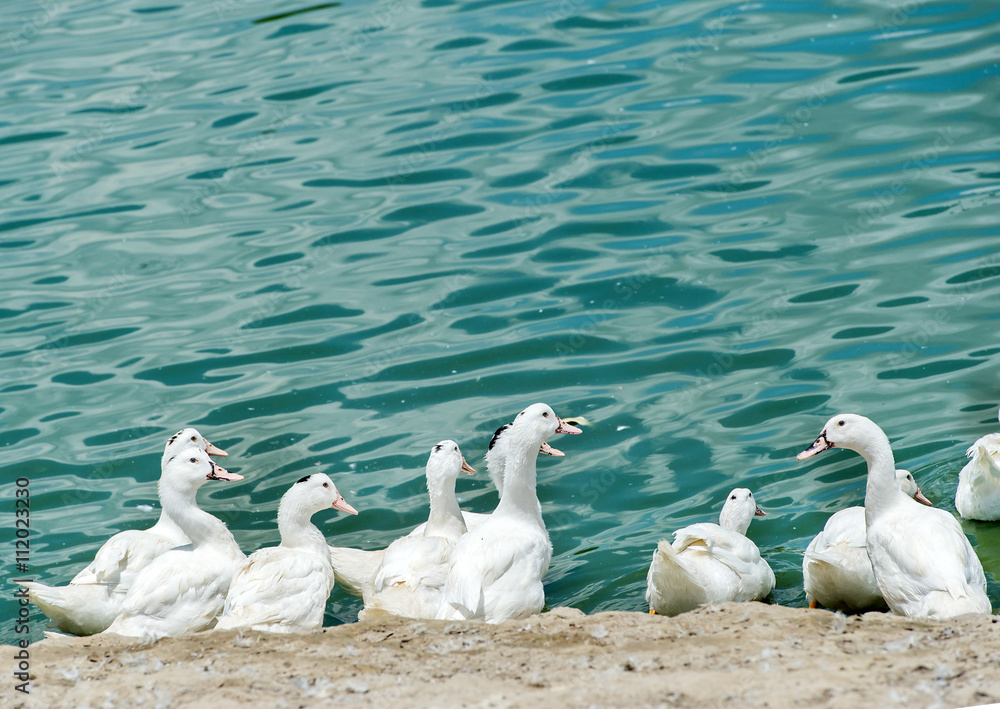 Sun ducks