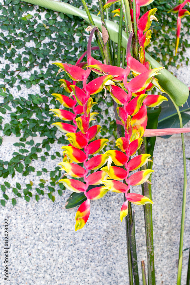 Heliconia rostrata