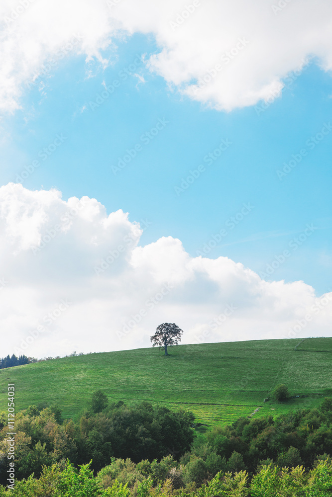 Albero su collina verde cielo azzurro 