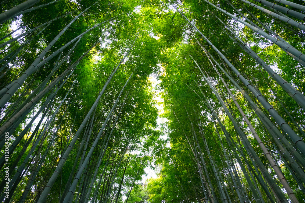 嵐山の竹林