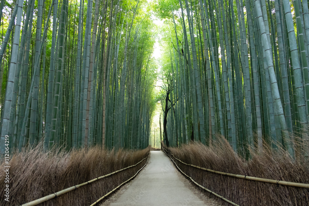 嵐山の竹林