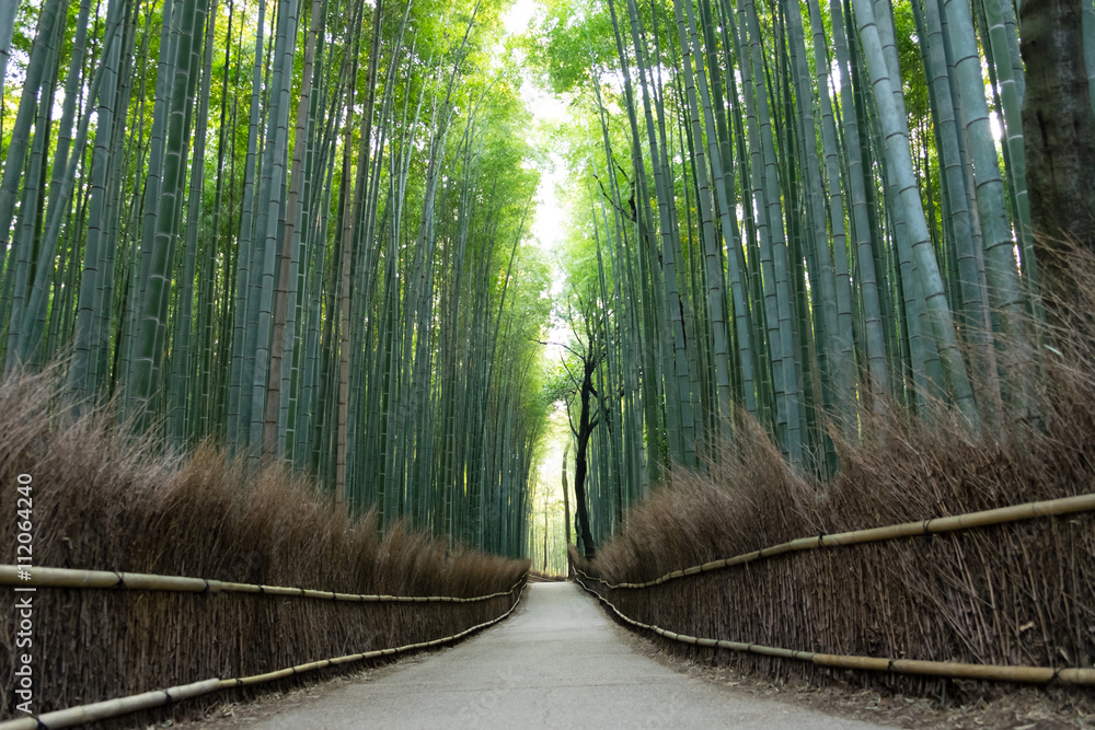 嵐山の竹林