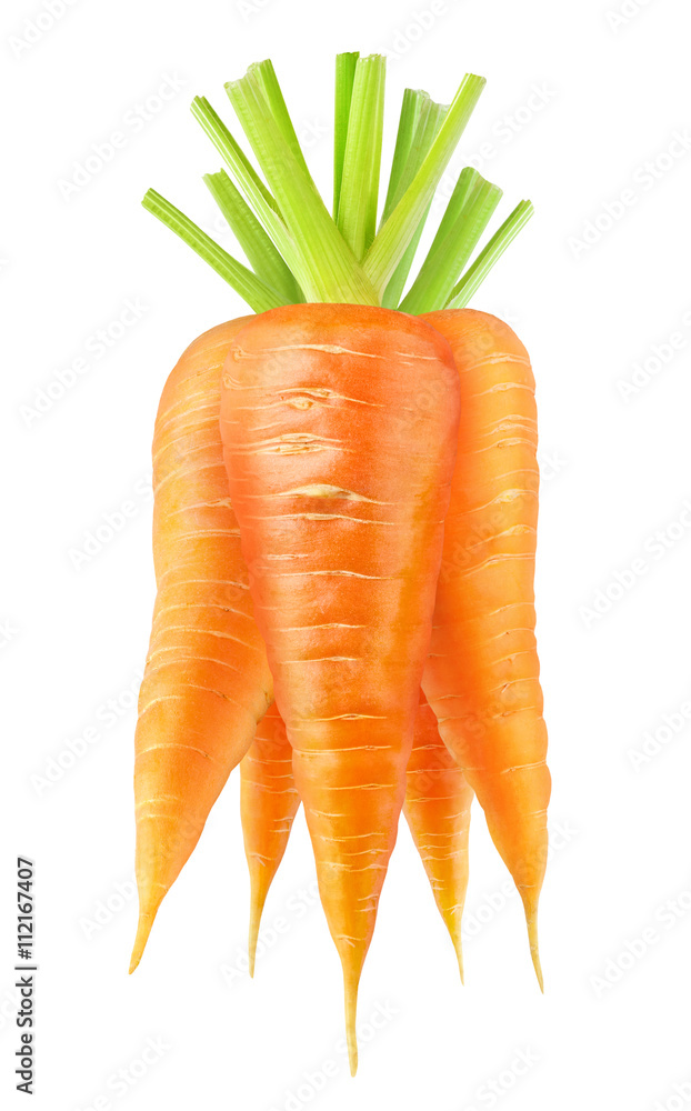 Isolated bunch of carrots