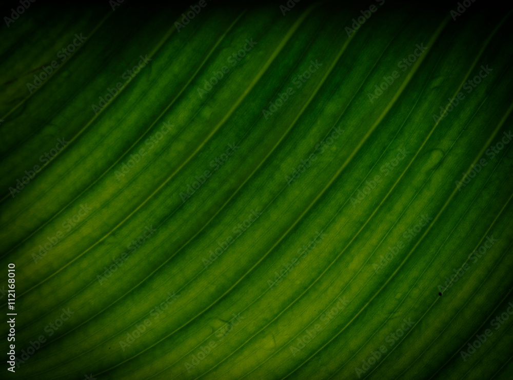 close up of green leaf with drops of water