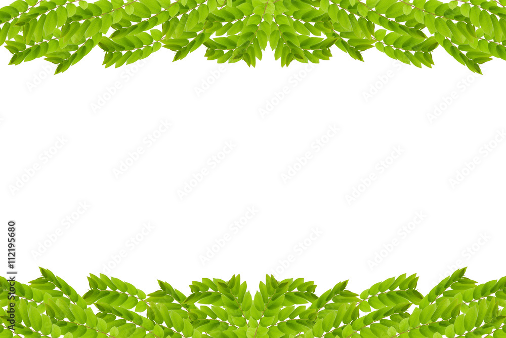 Green leaves frame isolated on white background.