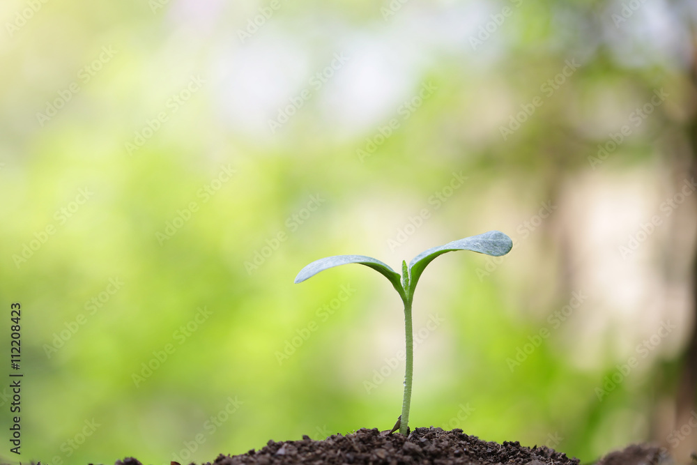 植物种植