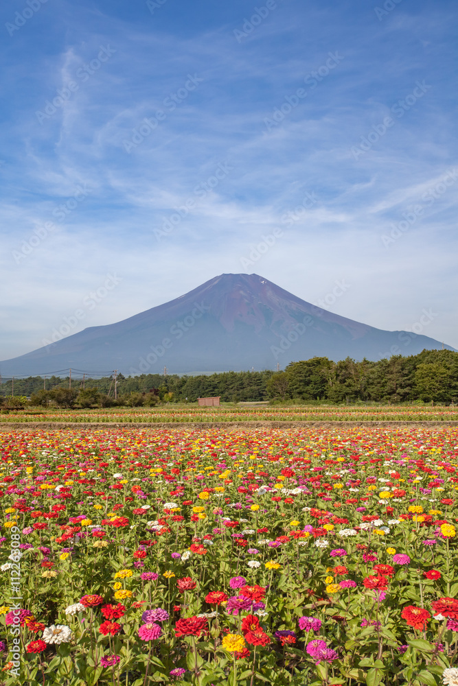 Yamanakako Hanano Miyako Koen夏季的宇宙花和富士山