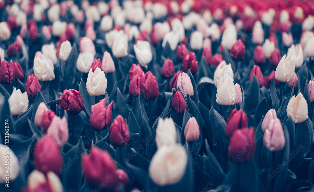 Tulips in famous Keukenhof park in Netherlands. Beautiful blooming multicolored flowers in spring ga