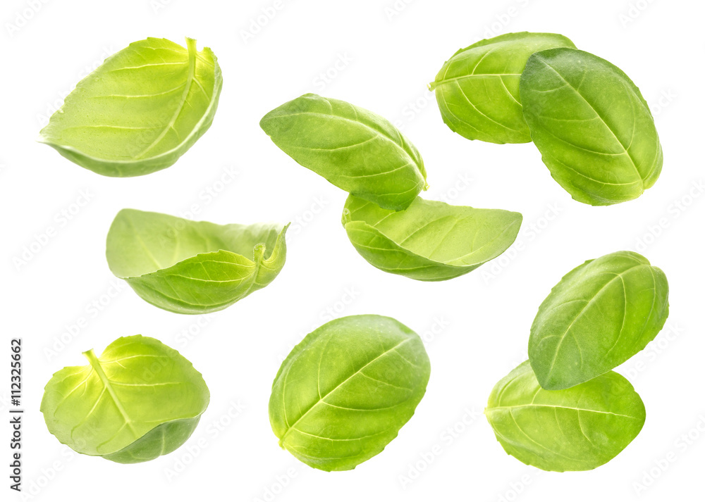 Fresh basil leaves isolated on white background