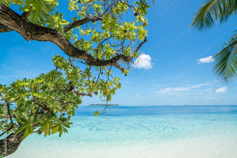 Beach with trees in foreground