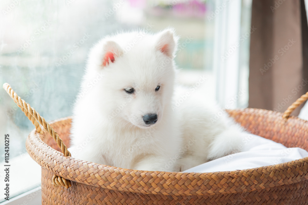 siberian husky puppy lying in a basket