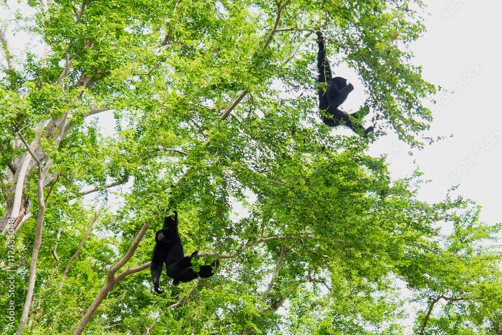 Siamang吉本