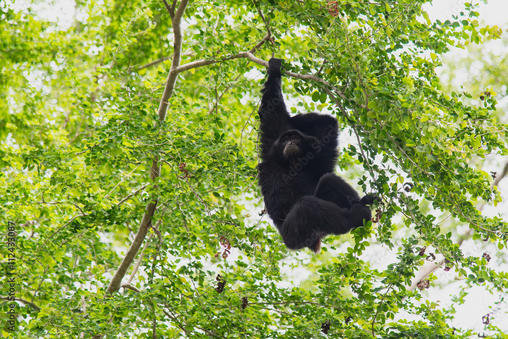 Siamang吉本