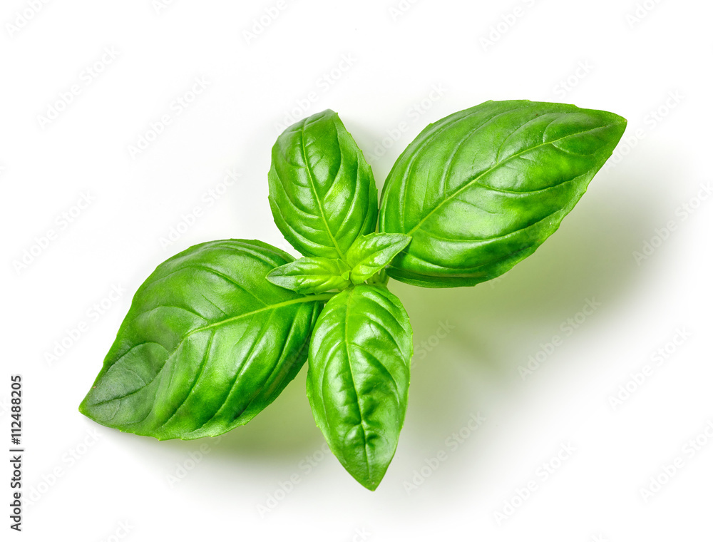 fresh green basil